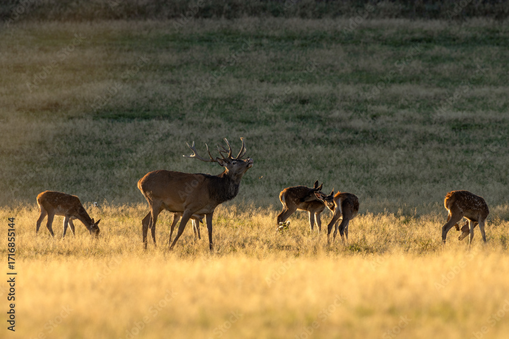 Naklejka premium A red deer during the rutting season. Herd of the red deer in natural habitat in autumn. 