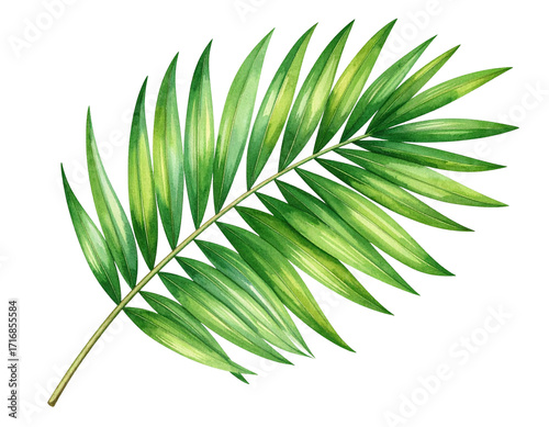 Tropical Palm Leaf in Watercolor Style Illustration PNG