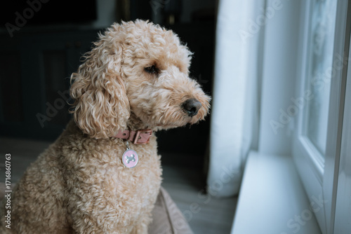 Lonely Cockapoo dog home alone looking out window 