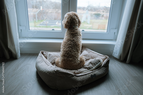 Lonely Cockapoo dog home alone looking out window 