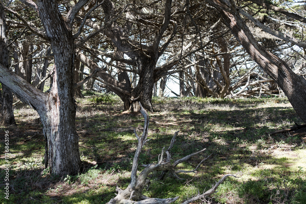 Fototapeta premium trees in the forest
