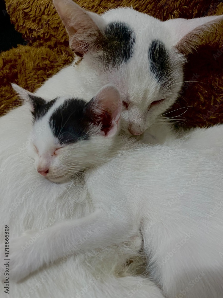 Fototapeta premium the sweet hug of a mom cat to her cute kitty