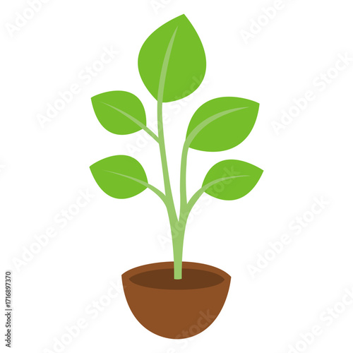 green spinach plant in pot