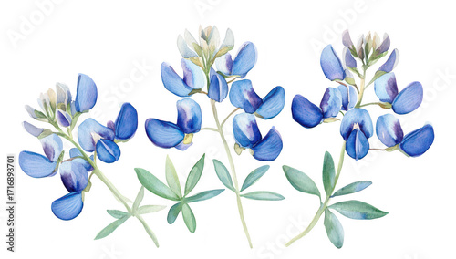 A beautiful watercolor illustration of bluebonnet flowers arranged elegantly. their blue hues and delicate green leaves. ideal for nature-themed designs or prints
