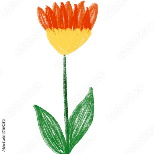orange flower isolated on white background