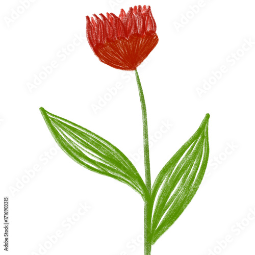 red flower isolated