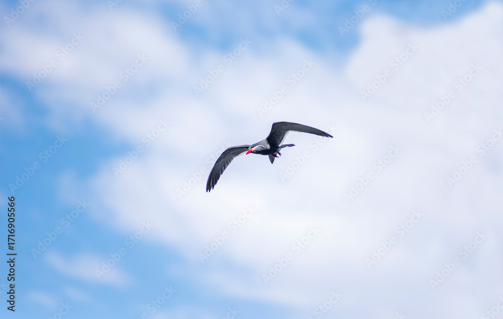 Obraz premium The Inca tern (Larosterna inca) soaring against a backdrop of a blue sky with scattered clouds.