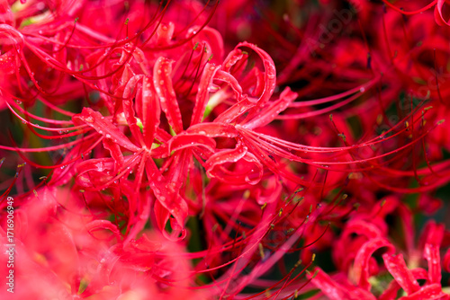 spider lily, lycoris
