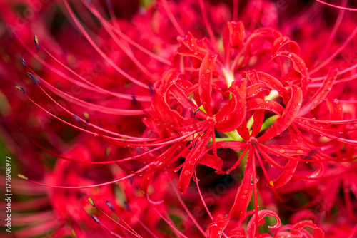 spider lily, lycoris