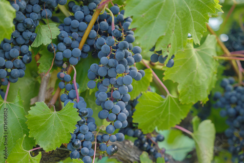 Wallpaper Mural grape, Ripe Black Grape Clusters on Vines in Sunlit Autumn, prince edward island, Canada Torontodigital.ca