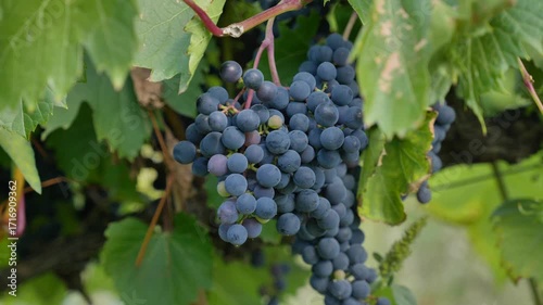 Wallpaper Mural grape, Ripe Black Grape Clusters on Vines in Sunlit Autumn, prince edward island, Canada Torontodigital.ca