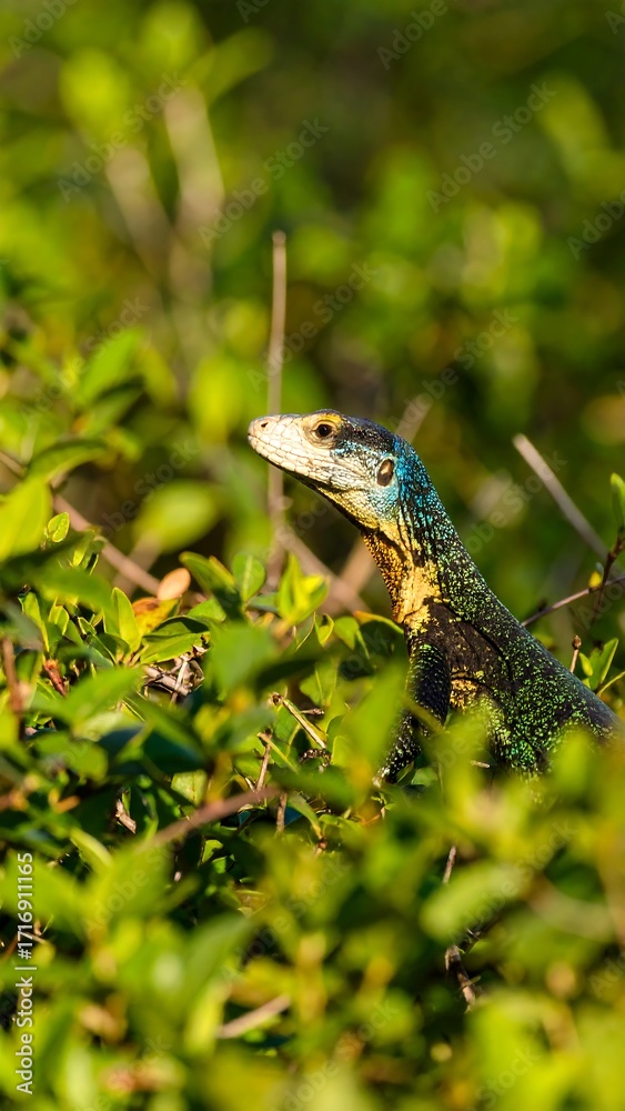 Obraz premium Lizard amidst lush foliage