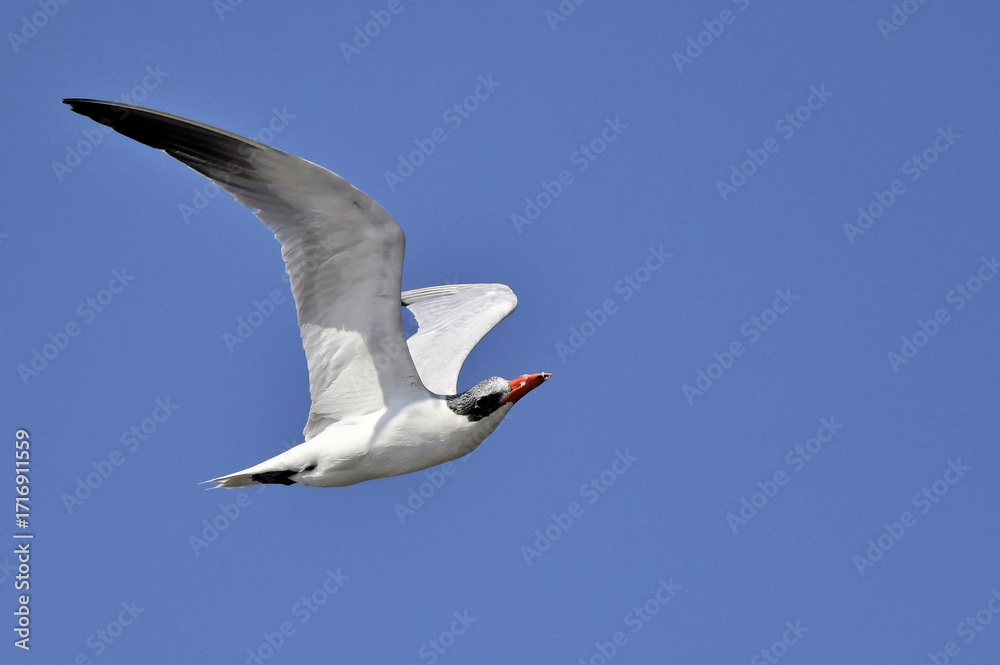 Fototapeta premium A Caspian Tern flying in the blue sky for foraging food at Pak Talae Petchburi, Thailand