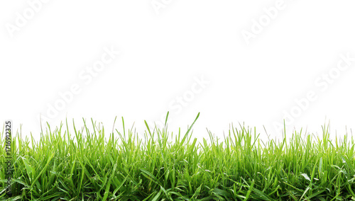 A close-up view of lush green grass blades against a white background. ideal for nature-themed designs. gardening projects. or as a backdrop for various creative uses