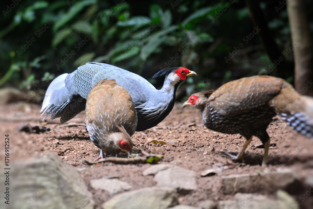 Naklejka premium A group of Kalij Pheasant foraging for food on the ground at Kaeng Krachan Thailand