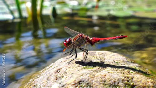 Red dragonfly rests on a rock near water