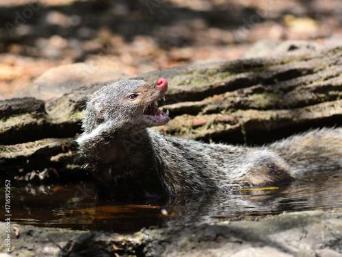 Foto A Crab-eating Mongoose displayed the ferocity of a wild animal in the forest of