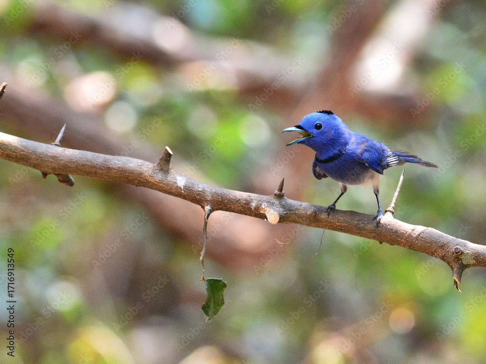 Fototapeta premium A Black-naped Monarch perching and singing on a thorny branch at Kaeng Krachan Thailand