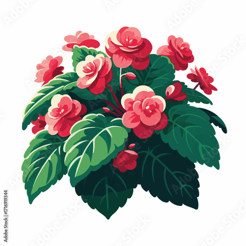 flower, floral, nature, begonia, plant, blossom, garden, background, spring, leaf, botanical, colorful, petal, flora, bouquet, summer, bloom, decoration, art, pattern, isolated, illustration, pink, bo