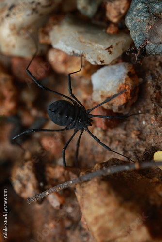 The tailless whip scorpion (Amblypygi) is a small arachnid with a dark black body and extremely long legs, especially the front pair used for sensory exploration.