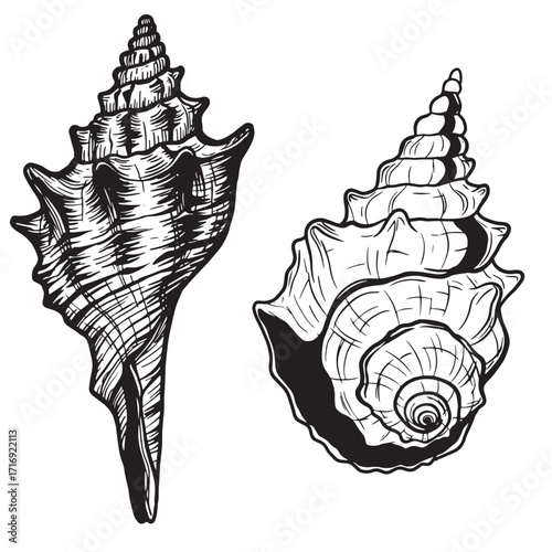 Detailed black and white illustrations of two seashells on a bright white background