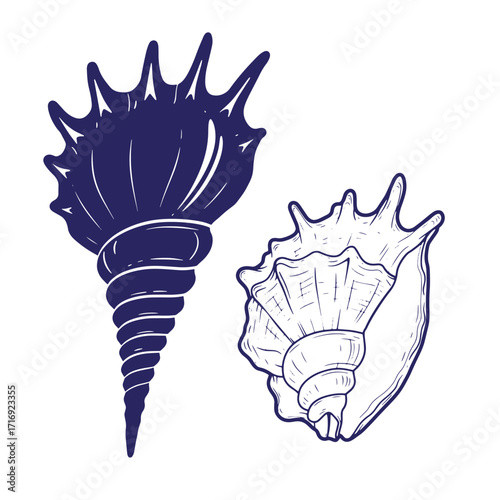 Elegant hand drawn vector illustration of two detailed shellfish sea shells against a white background
