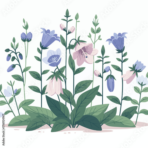 flower, bellflower, plant, botanical, summer, illustration, blossom, leaf, floral, green, spring, isolated, flora, campanula, drawing, design, purple, bluebell, blue, bloom, bell, bouquet, vintage, na