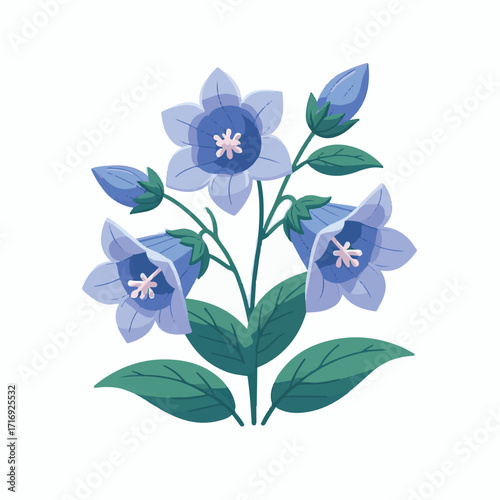 flower, bellflower, plant, botanical, summer, illustration, blossom, leaf, floral, green, spring, isolated, flora, campanula, drawing, design, purple, bluebell, blue, bloom, bell, bouquet, vintage, na