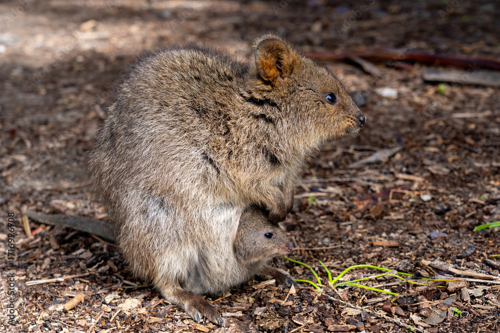 Obraz premium A mother quokka on the ground and her baby quokka peeks out of the mother's pouch. August, Rottnest Island, Australia. The quokka (Setonix brachyurus) is a small macropod.