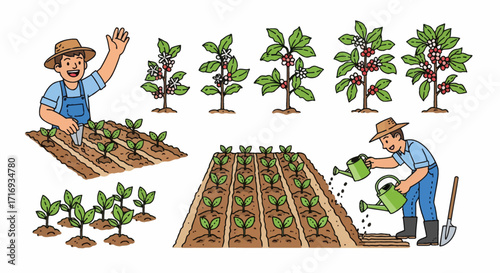 A vector illustration of a joyful farmer in a coffee field. This image depicts the stages of coffee plant growth, from young seedlings to flowering and fruiting plants.