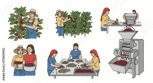 High-res vector art of the coffee production process. From harvesting ripe cherries to bean selection and mechanical pulping, perfect for agricultural themes.