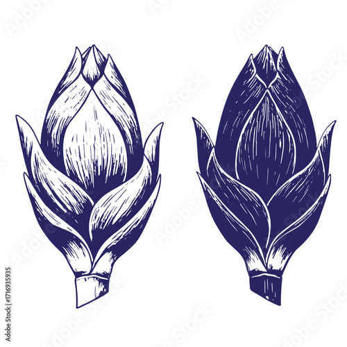 Artistic vector illustration of a hand drawn botanical floral artichoke plant design