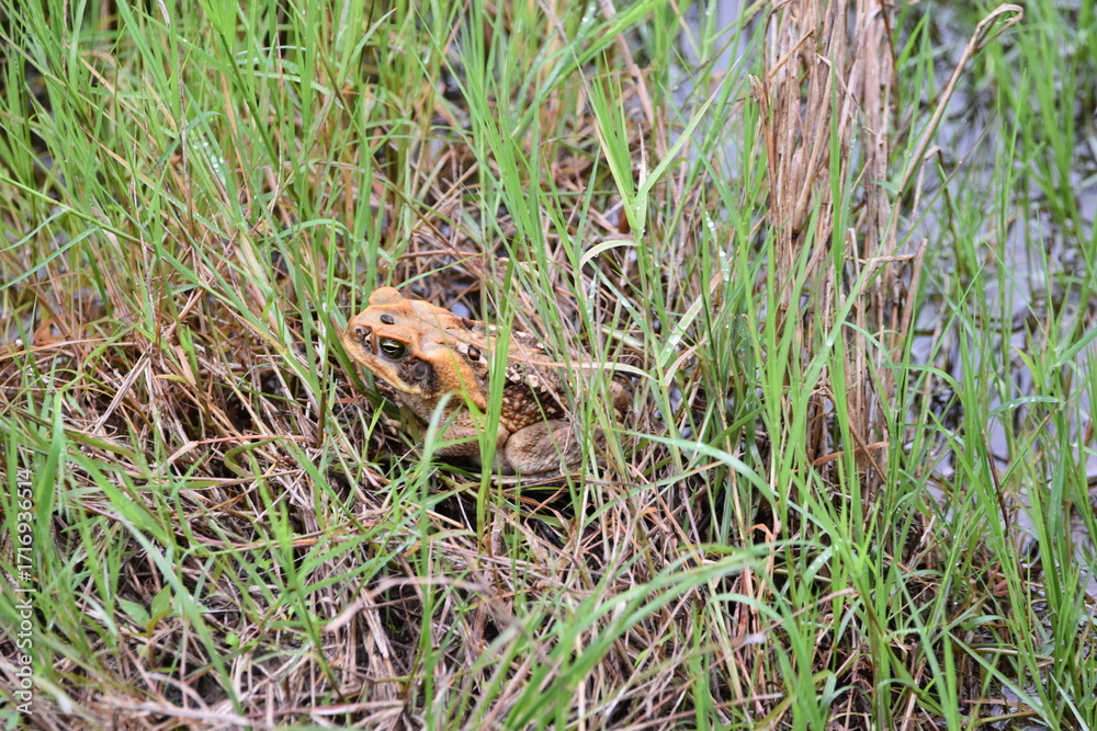Fototapeta premium A cane toad in some bushes in the wild in Bejucal, Trinidad and Tobago.