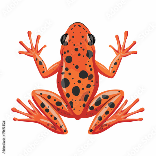 Crapaud rouge vif avec tâches noires, isolé, fond blanc, couleur vive, 3D