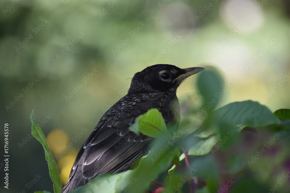 Obraz premium American Robin Bird, scientifically known as Turdus migratorius, seen in Central Park, Manhattan, New York City, USA.