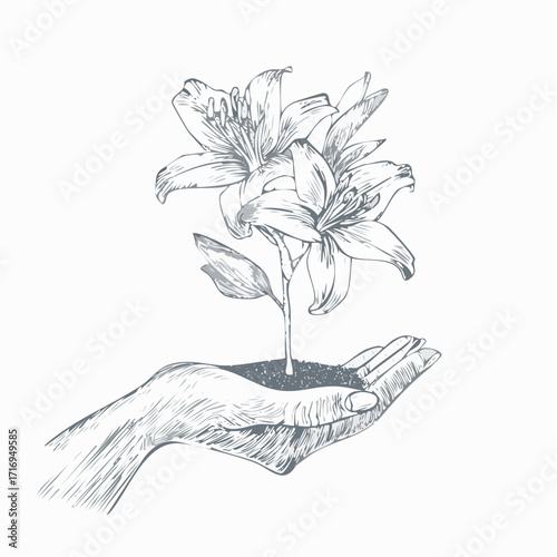 wilting lily farewell – poignant graphite pencil sketch for heartfelt greeting cards