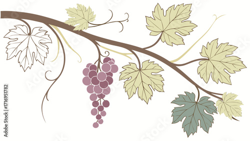 Watercolor Grapevine Branch with Leaves and Grapes Hand Painted Botanical Illustration
