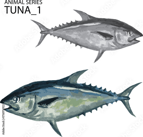 vector illustration of tuna fish 1