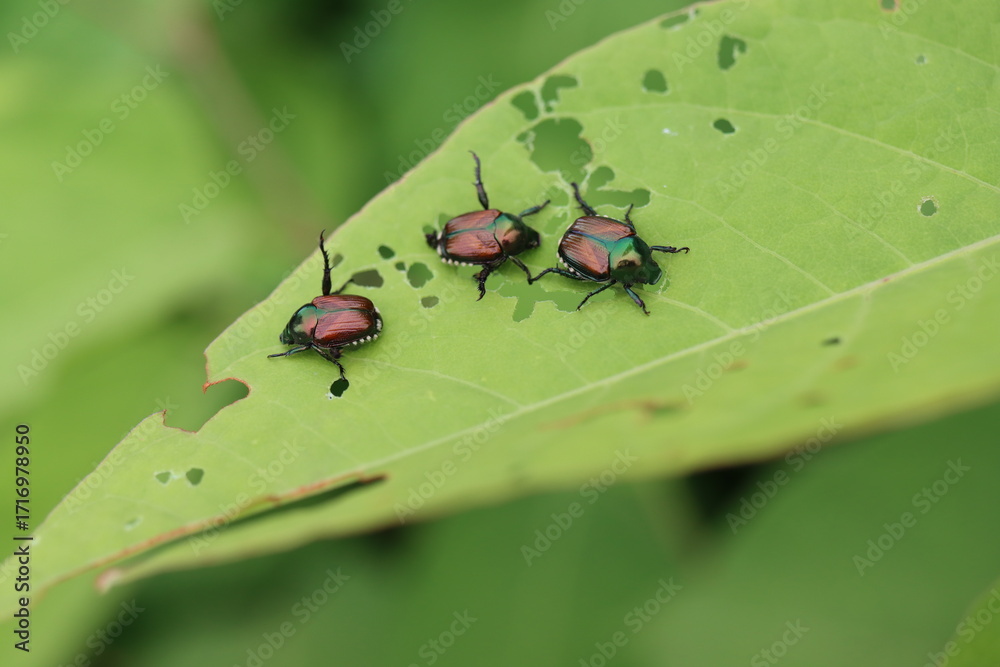 Fototapeta premium Japanese beetles on a leaf