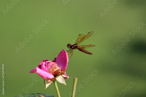 An eastern amber wing dragonfly on a withered rose 