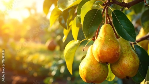 Sun-Kissed Pears: A Visual Journey Through an Orchard at Golden Hour with Fresh Pears