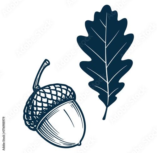 Hand drawn ink illustration of an acorn and oak leaf isolated on white background
