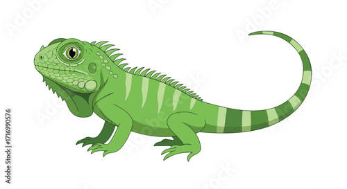 Illustrative rendition of a green iguana with striped tail and spiky dorsal crest captured in clean vector graphics