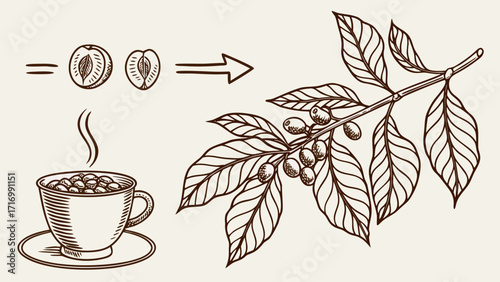 Coffee bean growth and preparation illustration with steaming cup.