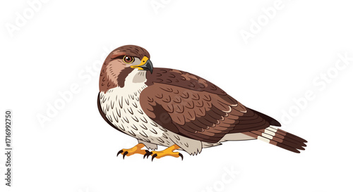 Cartoon illustration of a perched peregrine falcon with detailed plumage and sharp features displaying predatory grace isolated on white background