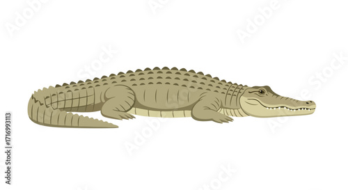 Isolated Cartoon Crocodile: A Scaly Reptile in a Side View Isolated Against a White Backdrop Displaying the Distinct Characteristics of This Ancient
