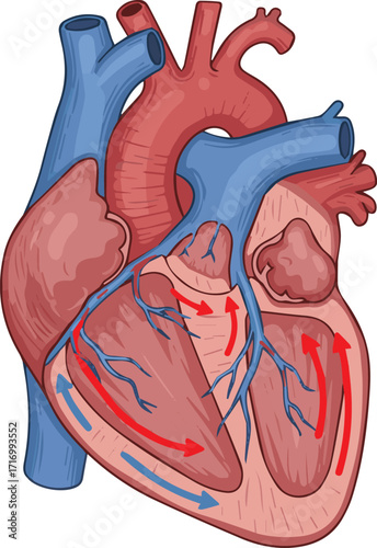 Detailed anatomical illustration of the human heart showcasing the intricate blood circulation pathways, major vessels, and internal chambers for educational and scientific understanding