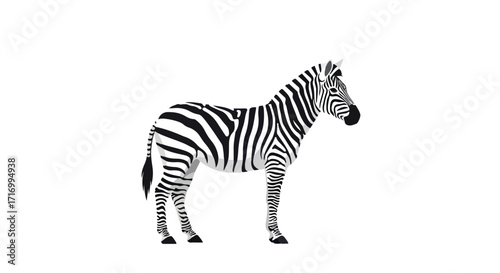 Striking zebra standing against a pristine backdrop, showcasing its unique monochrome stripes and elegant form in a captivating composition