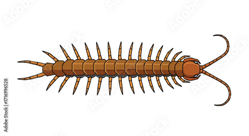 Digitally rendered centipede illustration with segmented body and numerous legs displayed against a pristine white backdrop