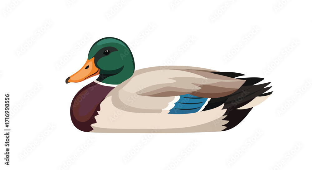 Obraz premium Detailed vector illustration portraying a male mallard duck swimming in a pond reflecting the vibrant nature and wildlife represented in a modern
